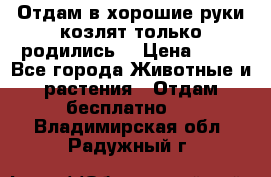 Отдам в хорошие руки козлят.только родились. › Цена ­ 20 - Все города Животные и растения » Отдам бесплатно   . Владимирская обл.,Радужный г.